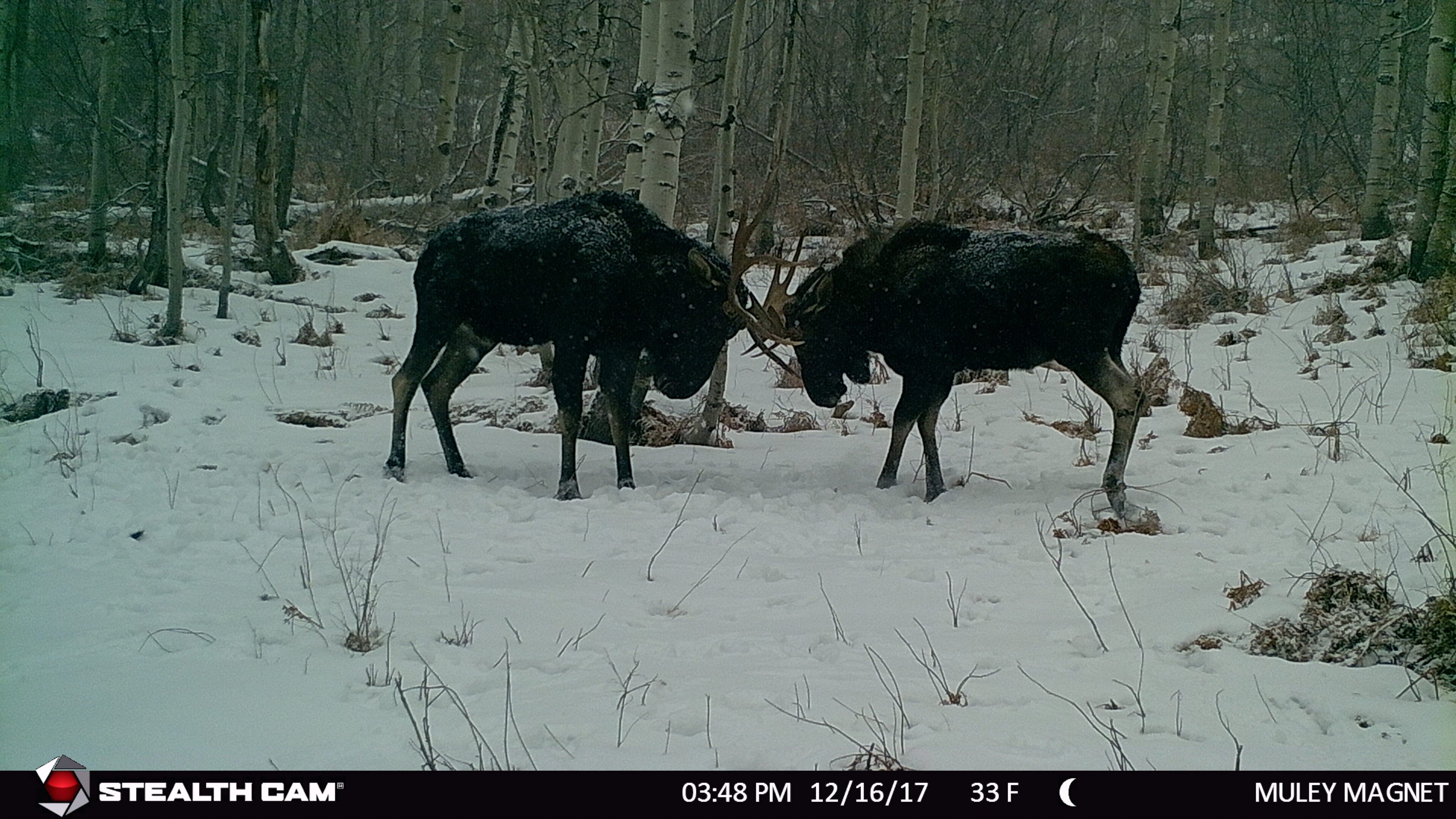 Stealth Cam Utah Moose