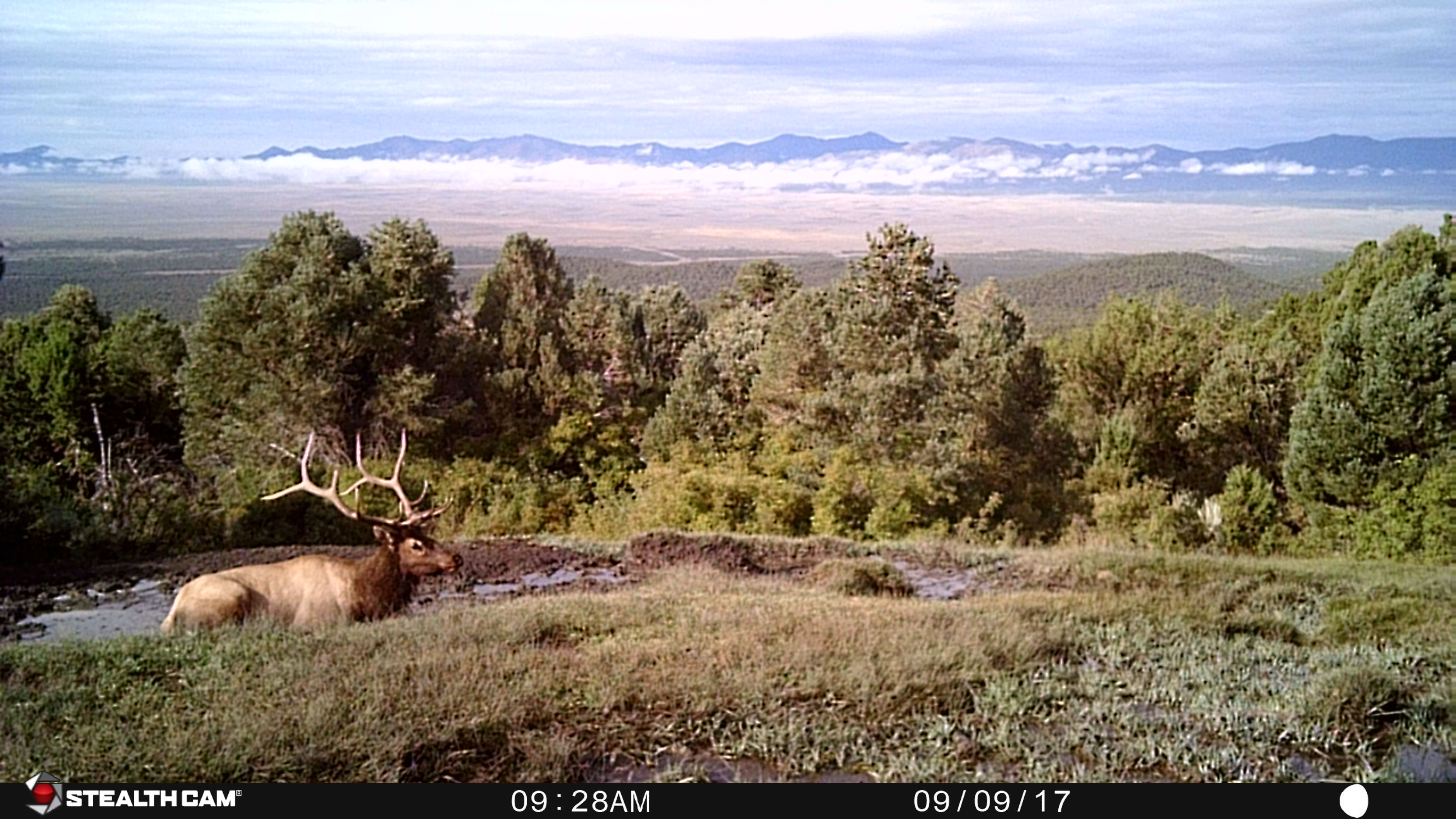 Stealth Cam UT Bull