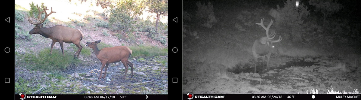 Stealth Cam Mobile Viewer