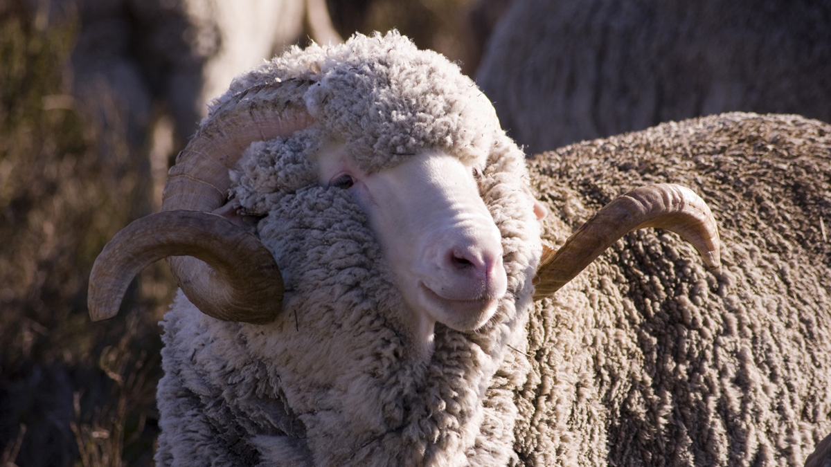 Merino Wool Sheep