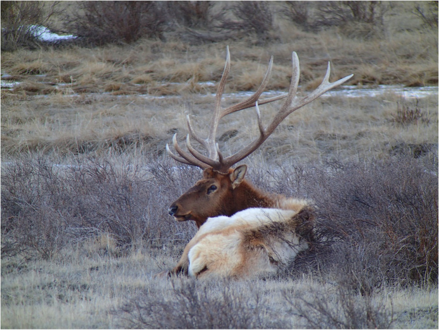 YETI COOLER TUNDRA 65L YELLOWSTONE MAMMOTH WITH BULL ELK WHITE