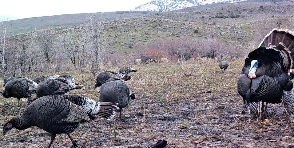 Turkey Hunting in Utah