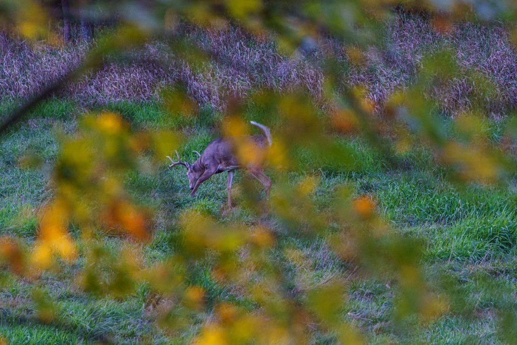 Hunting The Iowa Whitetail Rut BlackOvis MTN Journal